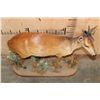 Image 5 : Life-sized RED DUIKER on a Decorative Base
