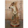Image 6 : Life-sized RED DUIKER on a Decorative Base