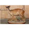 Image 7 : Life-sized RED DUIKER on a Decorative Base