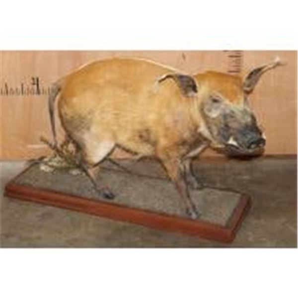 Life-sized RED RIVER HOG on a Wood Base