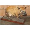 Image 1 : Life-sized RED RIVER HOG on a Wood Base