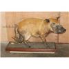 Image 2 : Life-sized RED RIVER HOG on a Wood Base