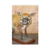 Image 4 : Life-sized RED RIVER HOG on a Wood Base