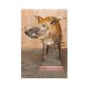 Image 5 : Life-sized RED RIVER HOG on a Wood Base