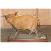 Image 6 : Life-sized RED RIVER HOG on a Wood Base