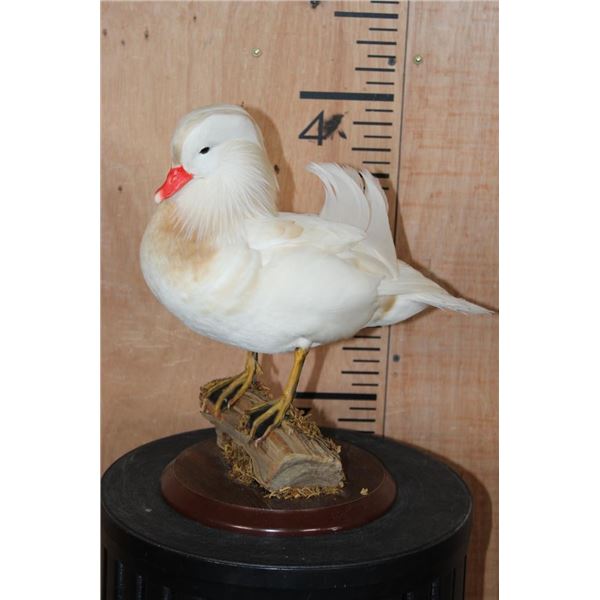 WHITE MANDARIN DUCK Mounted on a Natural Wood Log and Wood Plaque Base