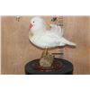 Image 2 : WHITE MANDARIN DUCK Mounted on a Natural Wood Log and Wood Plaque Base