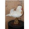 Image 6 : WHITE MANDARIN DUCK Mounted on a Natural Wood Log and Wood Plaque Base