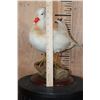 Image 8 : WHITE MANDARIN DUCK Mounted on a Natural Wood Log and Wood Plaque Base