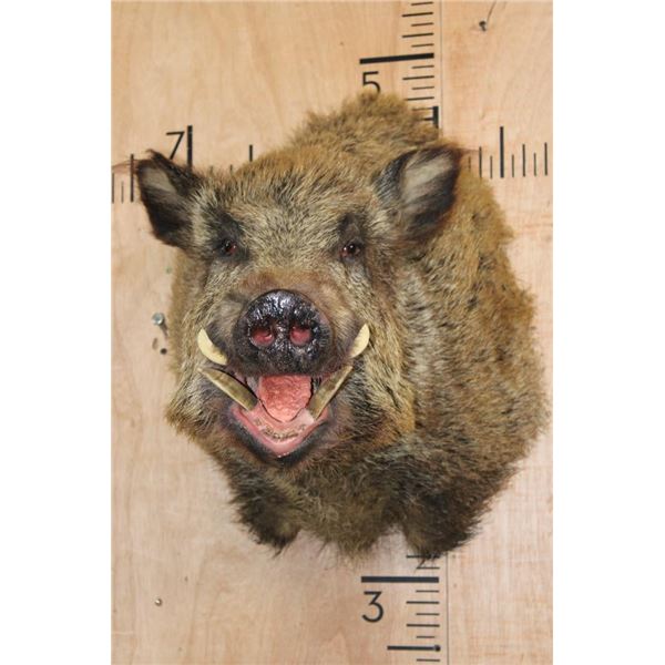 RUSSIAN BOAR Shoulder Mount