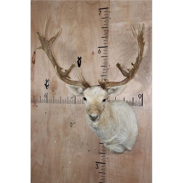 XXL 22-Point WHITE FALLOW DEER Shoulder Mount with Heavy Palms