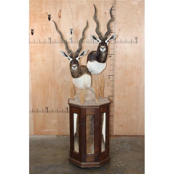 Double BLACKBUCK Pedestal Mount