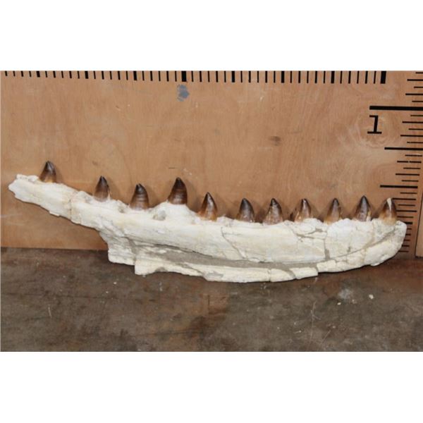 Large MOSASAURUS Jaw Fossil with Big Teeth, excavated in Morocco