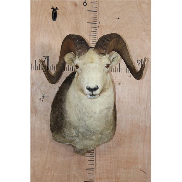 STONE SHEEP Shoulder Mount