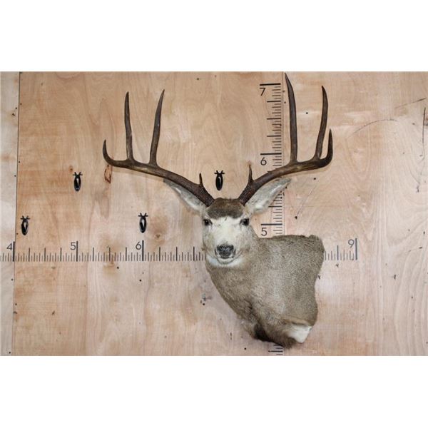 Big 8-Point MULE DEER Wall Pedestal