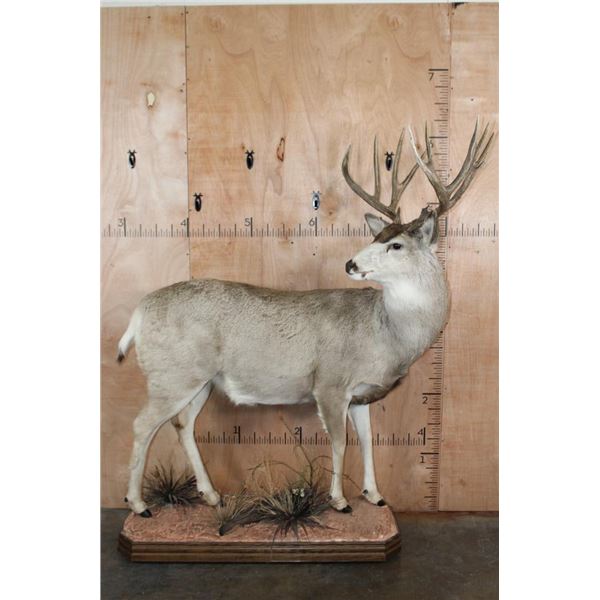Life-sized MULE DEER on a Lightweight Base with Wheels