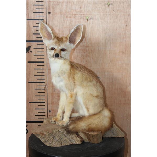 Life-sized FENNEC FOX on a Natural Wood Slice Base