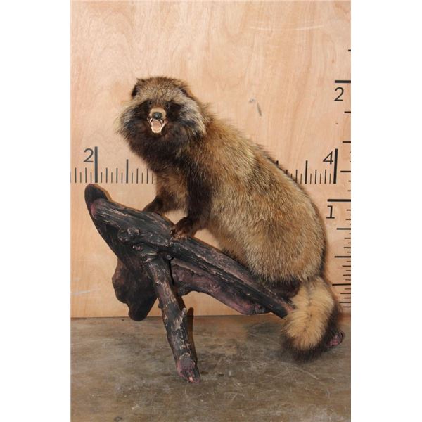 Life-sized TANUKI or JAPANESE RACCOON DOG on a Log