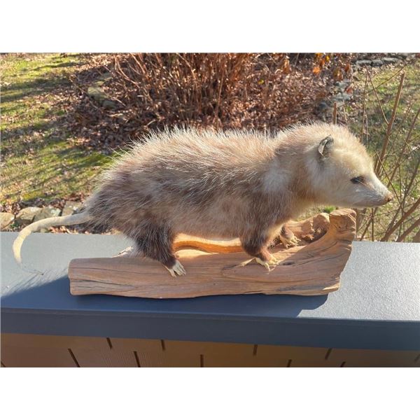 Life-sized POSSUM Mounted on a Log Base