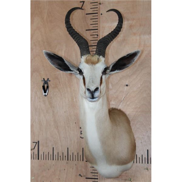 Big SPRINGBOK Shoulder Mount