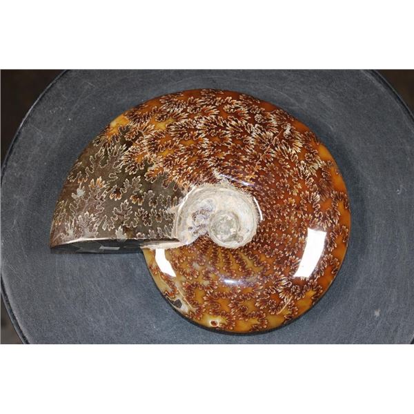 XL Whole Sutured and Polished AMMONITE Fossil from Madagascar