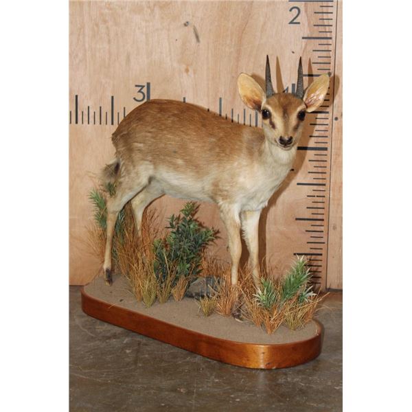 *Rarely Seen* Life-sized SUNI on a Decorative Base