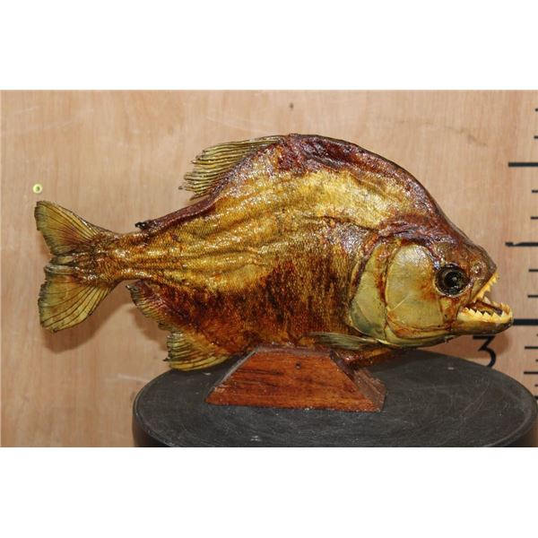 XL *Real Skin* PIRANHA Fish Mounted on a Wood Base