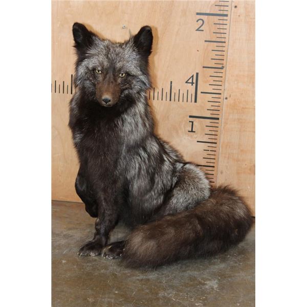 Life-sized Freestanding SILVER FOX