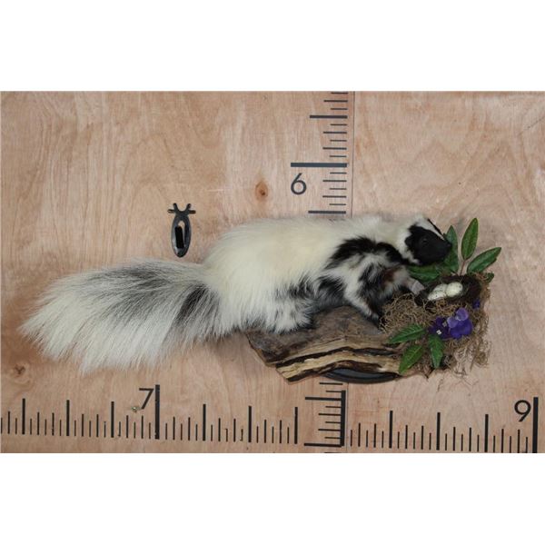 Life-sized Skunk on a Decorative Wall Hanging Plaque
