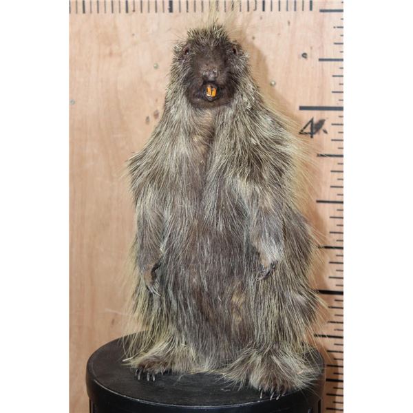 Life-sized Freestanding NORTH AMERICAN PORCUPINE