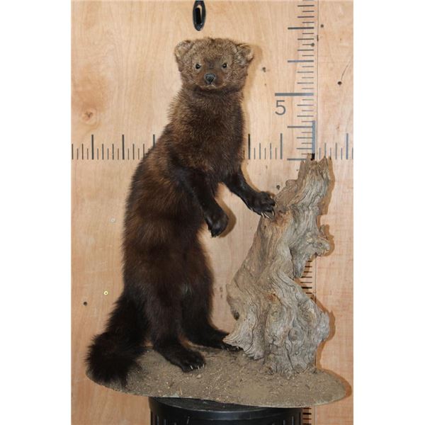 Life-sized FISHER with a Natural Wood Post