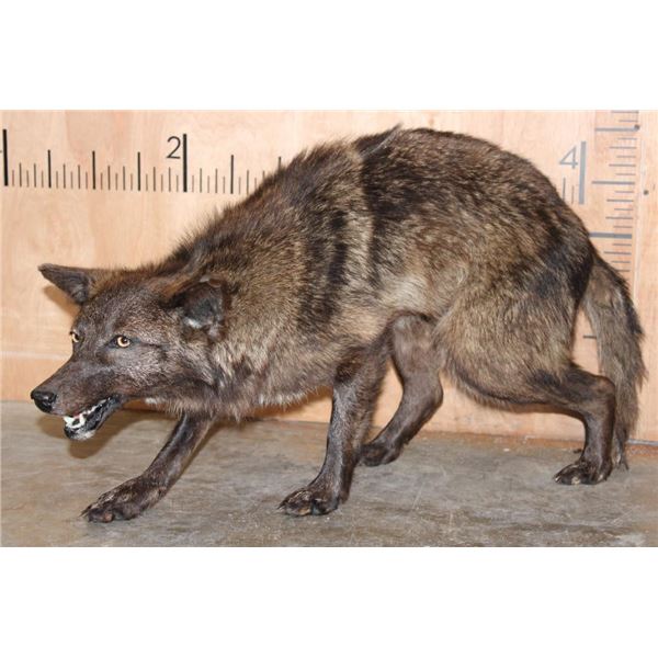 Life-sized Freestanding BLACK COYOTE Mount