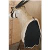 Image 10 : Massive XXL GEMSBOK Pedestal Mount with 4 Gemsbok Hide Panels
