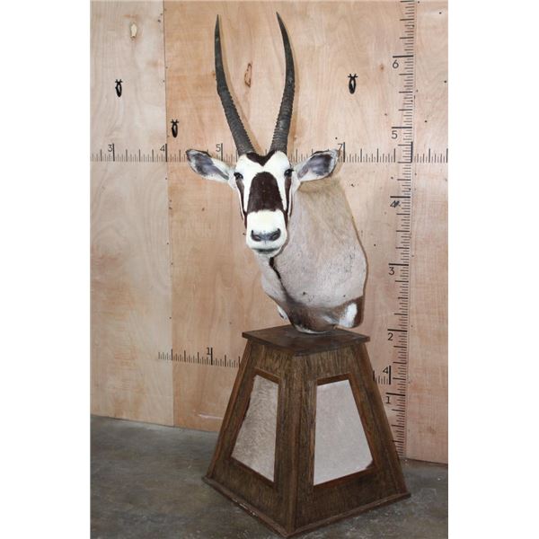 Massive XXL GEMSBOK Pedestal Mount with 4 Gemsbok Hide Panels