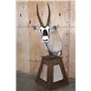 Image 1 : Massive XXL GEMSBOK Pedestal Mount with 4 Gemsbok Hide Panels