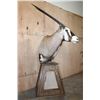 Image 2 : Massive XXL GEMSBOK Pedestal Mount with 4 Gemsbok Hide Panels