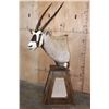 Image 3 : Massive XXL GEMSBOK Pedestal Mount with 4 Gemsbok Hide Panels
