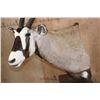 Image 4 : Massive XXL GEMSBOK Pedestal Mount with 4 Gemsbok Hide Panels