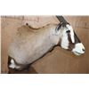 Image 5 : Massive XXL GEMSBOK Pedestal Mount with 4 Gemsbok Hide Panels