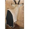 Image 8 : Massive XXL GEMSBOK Pedestal Mount with 4 Gemsbok Hide Panels