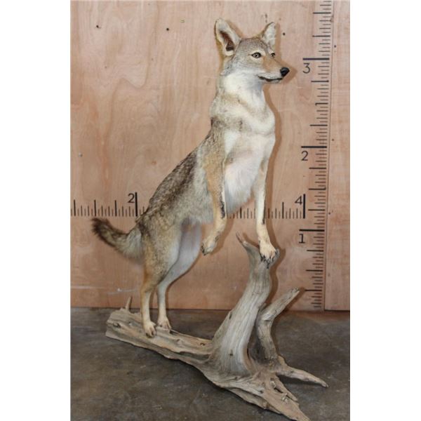 Life-sized EASTERN COYOTE on a Driftwood Base