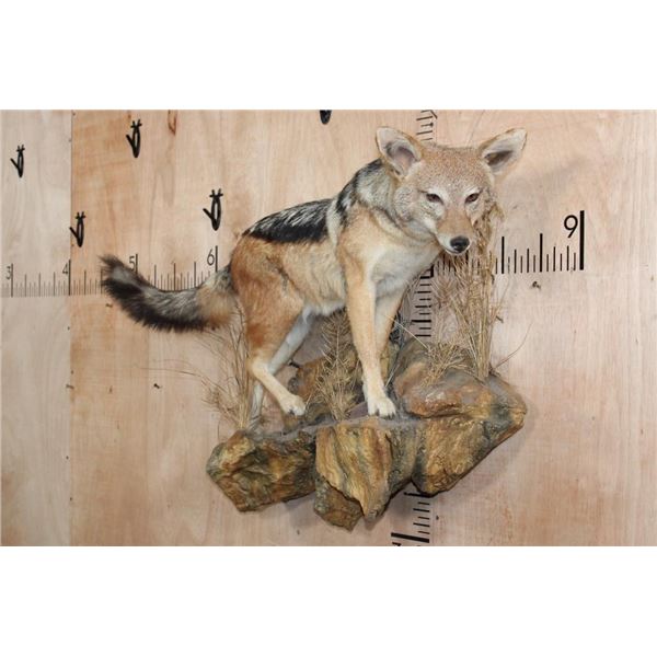 Life-sized BLACK-BACKED JACKAL on a Rocky Wall Hanging Base