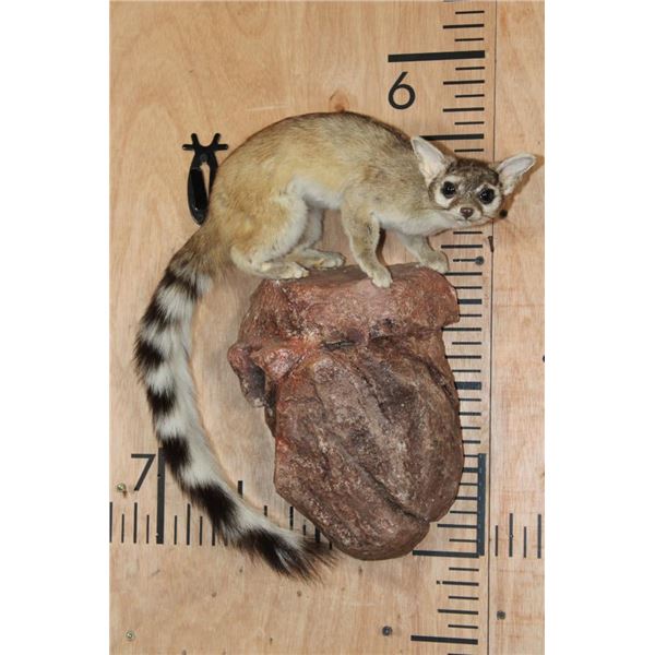 Life-sized RINGTAIL or RINGTAIL CAT on a Foam Rock Base