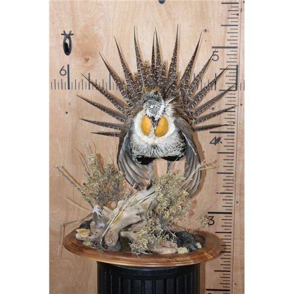 GREATER SAGE-GROUSE in Full Strut on a Decorative Wood Display