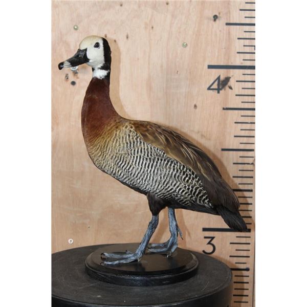 White-faced WHISTLING DUCK on a Wood Plaque