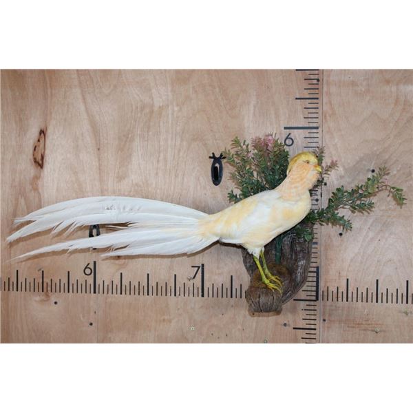 PEACH GOLDEN PHEASANT on a Decorative Wood Perch Base