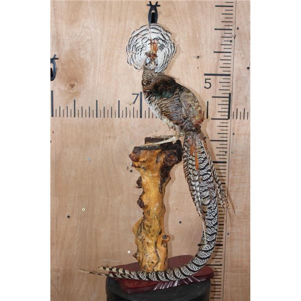 Male LADY AMHERST'S PHEASANT on a Wood Base