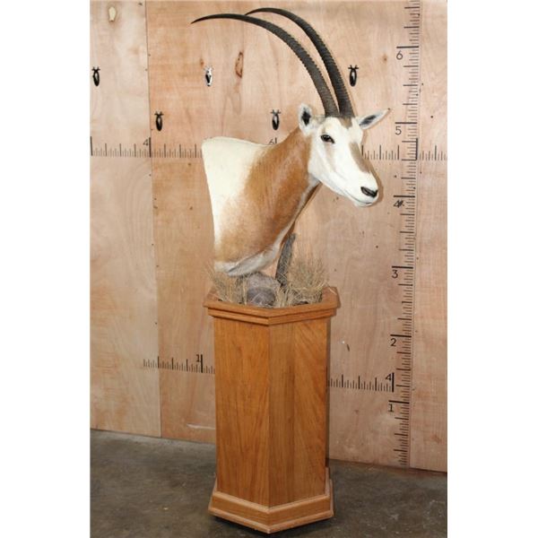 *TEXAS RESIDENTS ONLY* Big SCIMITAR HORNED ORYX Pedestal Mount