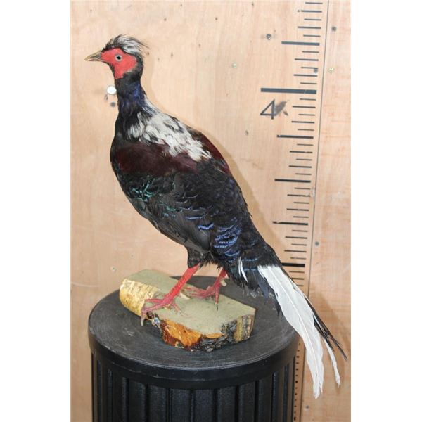 SWINHOE'S PHEASANT or "Taiwan Blue Pheasant" on a Natural Wood Base