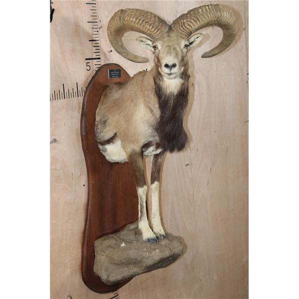 Big Half-body Armenian Urial Cross SHEEP RAM